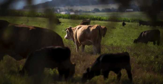 ganderos-miedo-nuevo-leon-crimen-organizado-1024x529