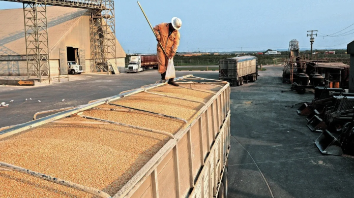 maiz_x2x.jpg_557459031