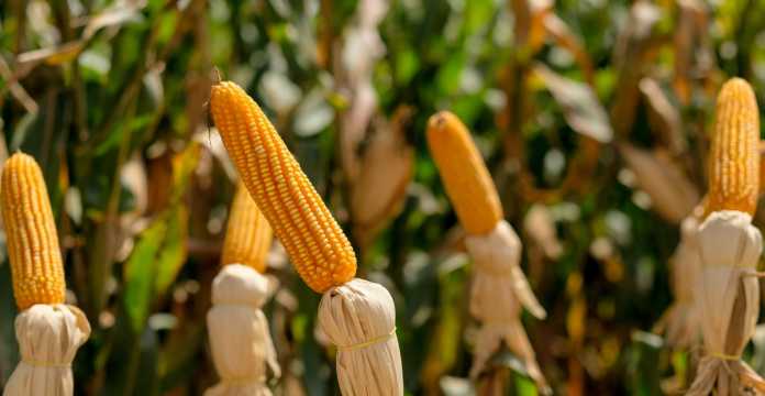 maiz-transgenico-shutterstock