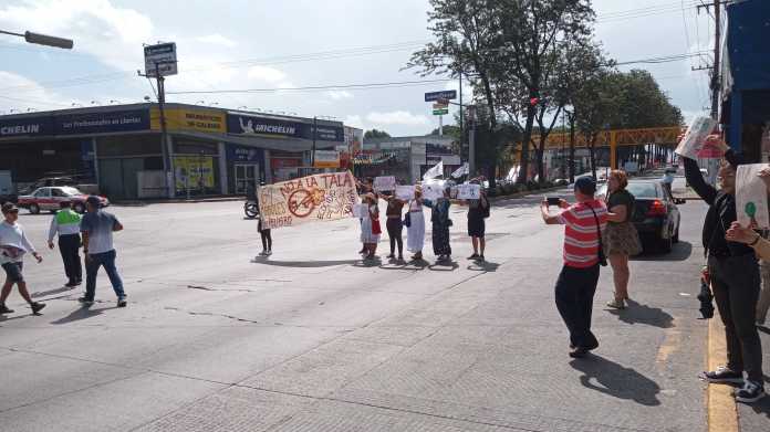 livia-arboles-xalapa-2023-293164580-479652380