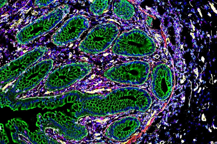 mapas-cuerpo-humano-celulas-1