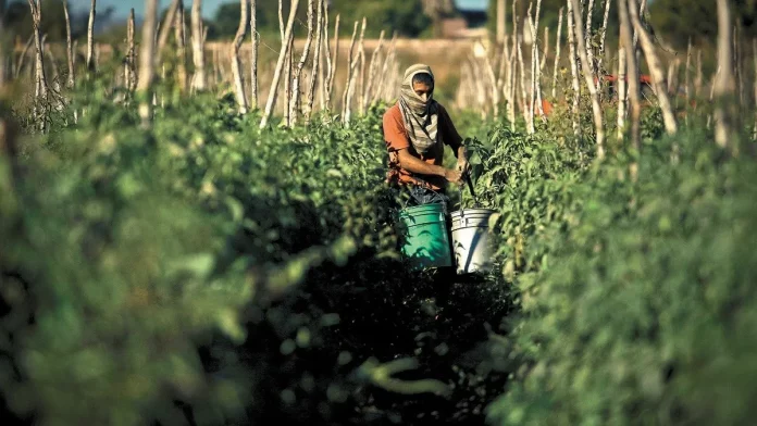 jornaleros_cuartoscuro.jpg_554688468