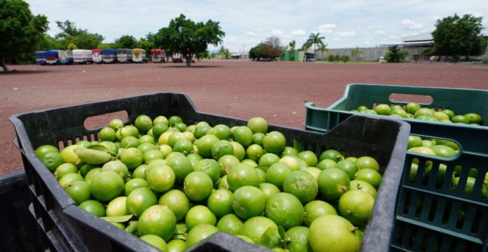productores-limon-agua-delincuencia-1024x529