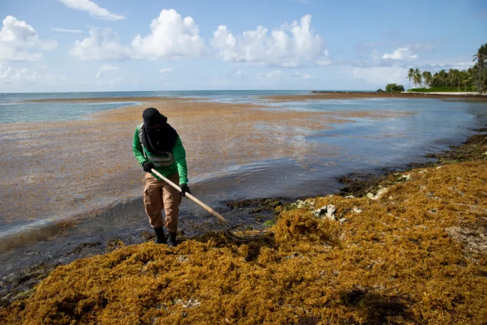 buscan-solucion-a-problema-de-sargazo-en-el-caribe-ante-record