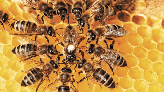 abejas_miel_shutterstock-min.png_554688468