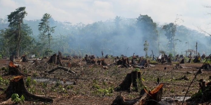 deterioro-ambiental-bosque-suelo