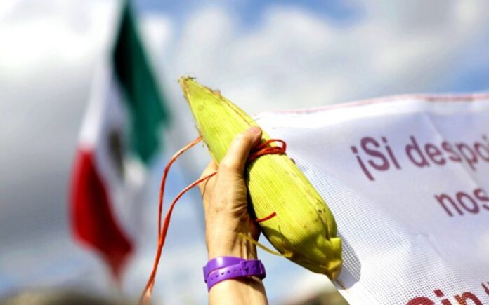 maiz-mexico-estados-unidos-23042024-700x438